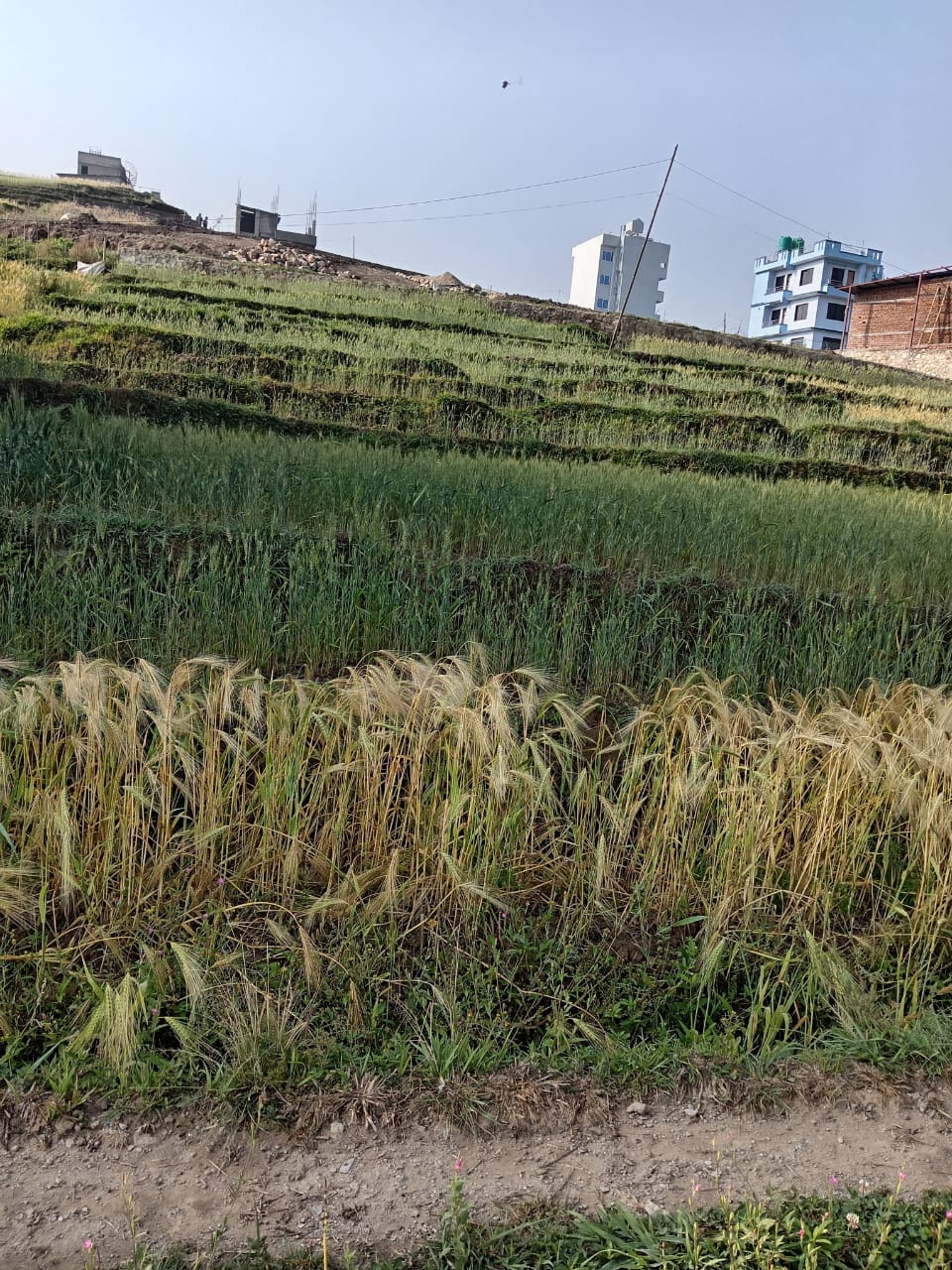 Picture of Godawari Municipality, Bagmati
